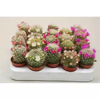 Маммилярия 6 h8 см