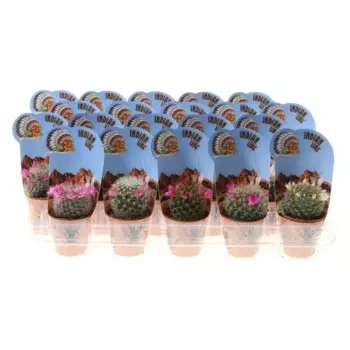 Маммилярия 7 h8 см