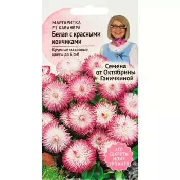 Маргаритка «Хабанера» белая с красными кончиками F1