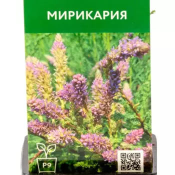 Мирикария 9 см h35 см