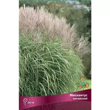 Мискантус Китайский