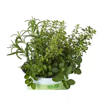 Микс трав Айсти 11 h15 см