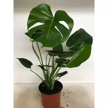 Монстера 14 h50 см