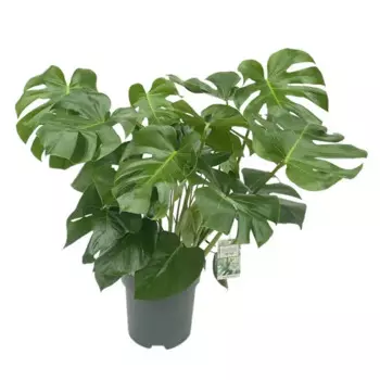 Монстера 30 h90 см