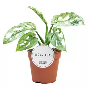 Монстера 9 h15 см