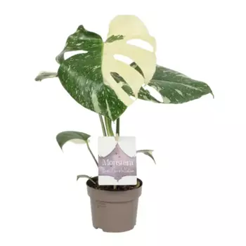 Монстера вариегатная 12 h40 см