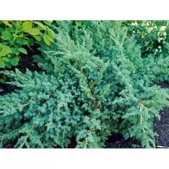 Можж. Чешуйчатый Блю Свиде 13 h20 - 35 см