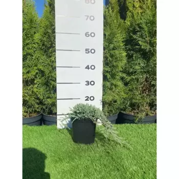 Можжевельник Айс Блю h20 - 40 см