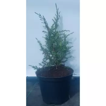 Можжевельник Арнольд h20-40 см