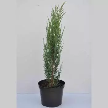 Можжевельник «Блю эрроу» 17x50 см