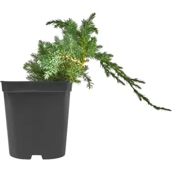 Можжевельник Блю Карпет h20-40 см
