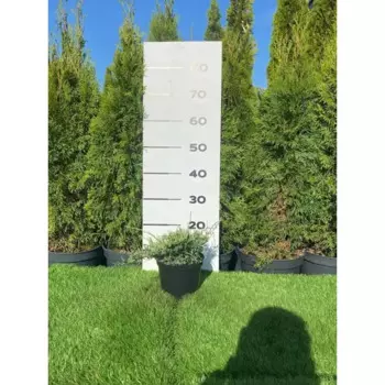 Можжевельник Блю Клауд h20 - 40 см