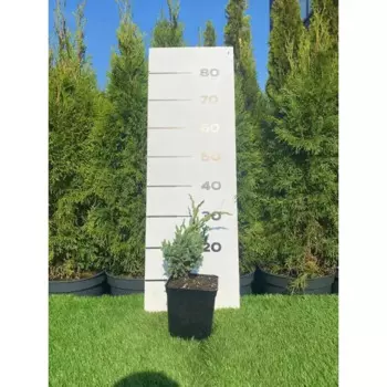 Можжевельник Блю Компакт h20 - 40 см