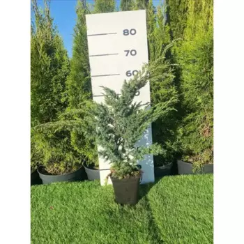 Можжевельник Блю Свид h20 - 40 см