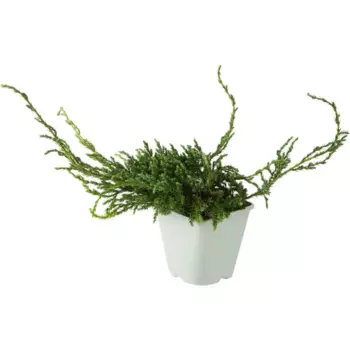 Можжевельник чешуйчатый «Блю Карпет» С2, 20-30 см