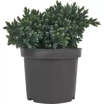 Можжевельник чешуйчатый Блю Стар 15 h40 см