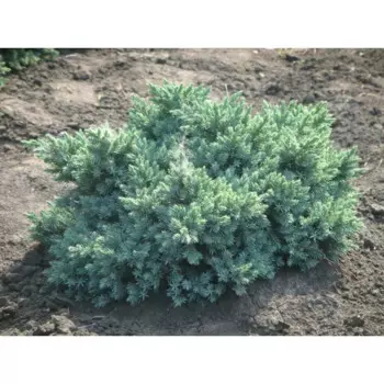 Можжевельник чешуйчатый Блю Свиде 17 h20 - 30 см