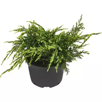 Можжевельник чешуйчатый Холгер 19 h35 см