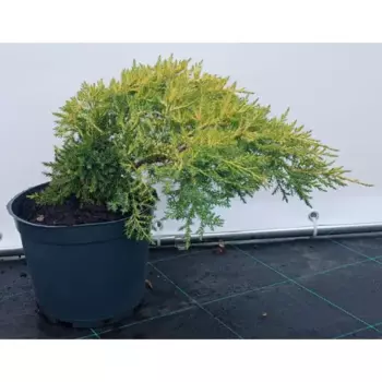 Можжевельник Голд Киссен h20-30 см
