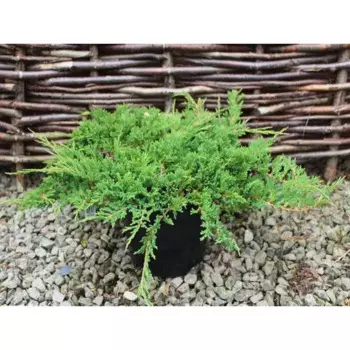 Можжевельник горизонтальный Принц Уэльский 15 h45 см