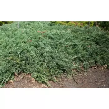 Можжевельник горизонтальный Вилтони 13 h20 - 25 см