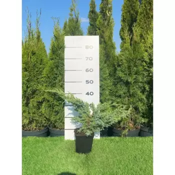 Можжевельник Ханнеторп h60 - 80 см