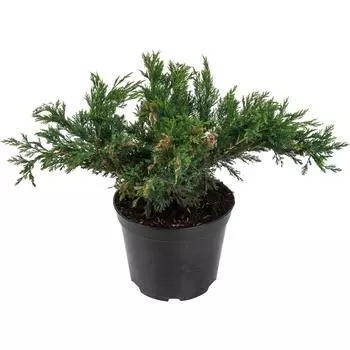 Можжевельник казацкий «Глаука» C5