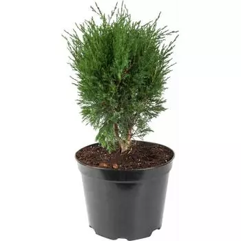 Можжевельник казацкий «Мас» 22x30 см