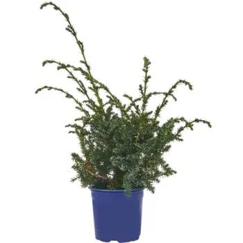 Можжевельник китайский Блю Алпс 14 h45 см