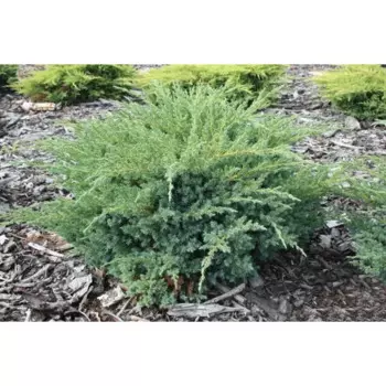 Можжевельник китайский Блю Алпс 9 h20 см