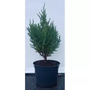 Можжевельник китайский Стрикта 19 см h40-60 см