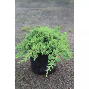 Можжевельник лежачий Нана 13 h15 - 20 см