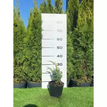 Можжевельник Мейери Компакта h20 - 40 см