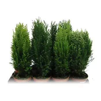 Можжевельник, микс, 15-20x10 см, P9