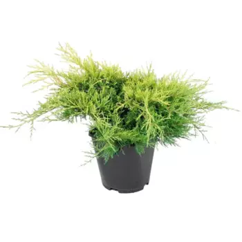 Можжевельник микс, 20-40x20 см, С3