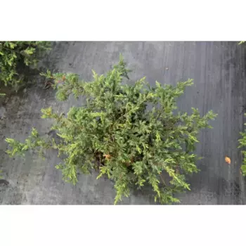 Можжевельник обыкновенная Репанда 13 h20 - 25 см