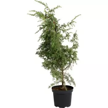 Можжевельник обыкновенный C3