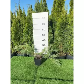 Можжевельник Пфитц Глаука h20 - 40 см