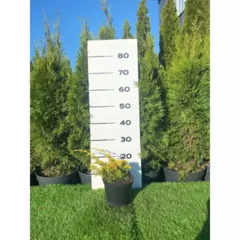 Можжевельник Плюмоза Ауреа h20 - 40 см