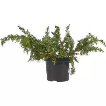 Можжевельник прибрежный Шлагер 15 h45 см