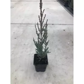 Можжевельник скальный Блю Арроу h20 см