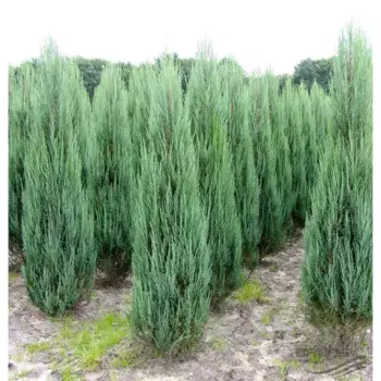 Можжевельник скальный Блю Эрроу 13 h45 - 50 см