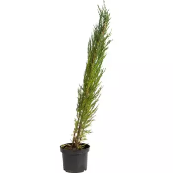 Можжевельник скальный «Блю Эрроу» С2, 40-50 см