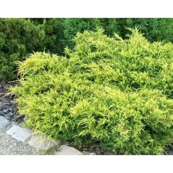 Можжевельник средний Голд Коаст 17 h30 - 35 см