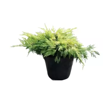 Можжевельник средний Голд Стар 14 h35 см