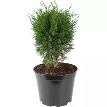 Можжевельник средний Минт Джулеп 17 h20 - 30 см