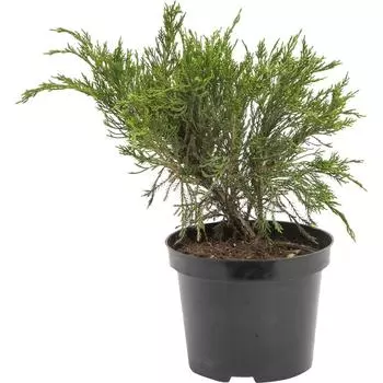 Можжевельник средний минт джулеп C3