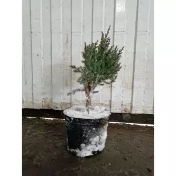 Можжевельник Стрикта 13 h20 - 350 см
