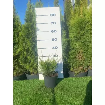 Можжевельник Там Но Блайт h20 - 40 см