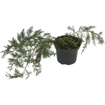 Можжевельник виргинский Грей Оул 19 h30 см